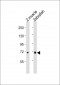 Zebrafish waca Antibody (C-Term)